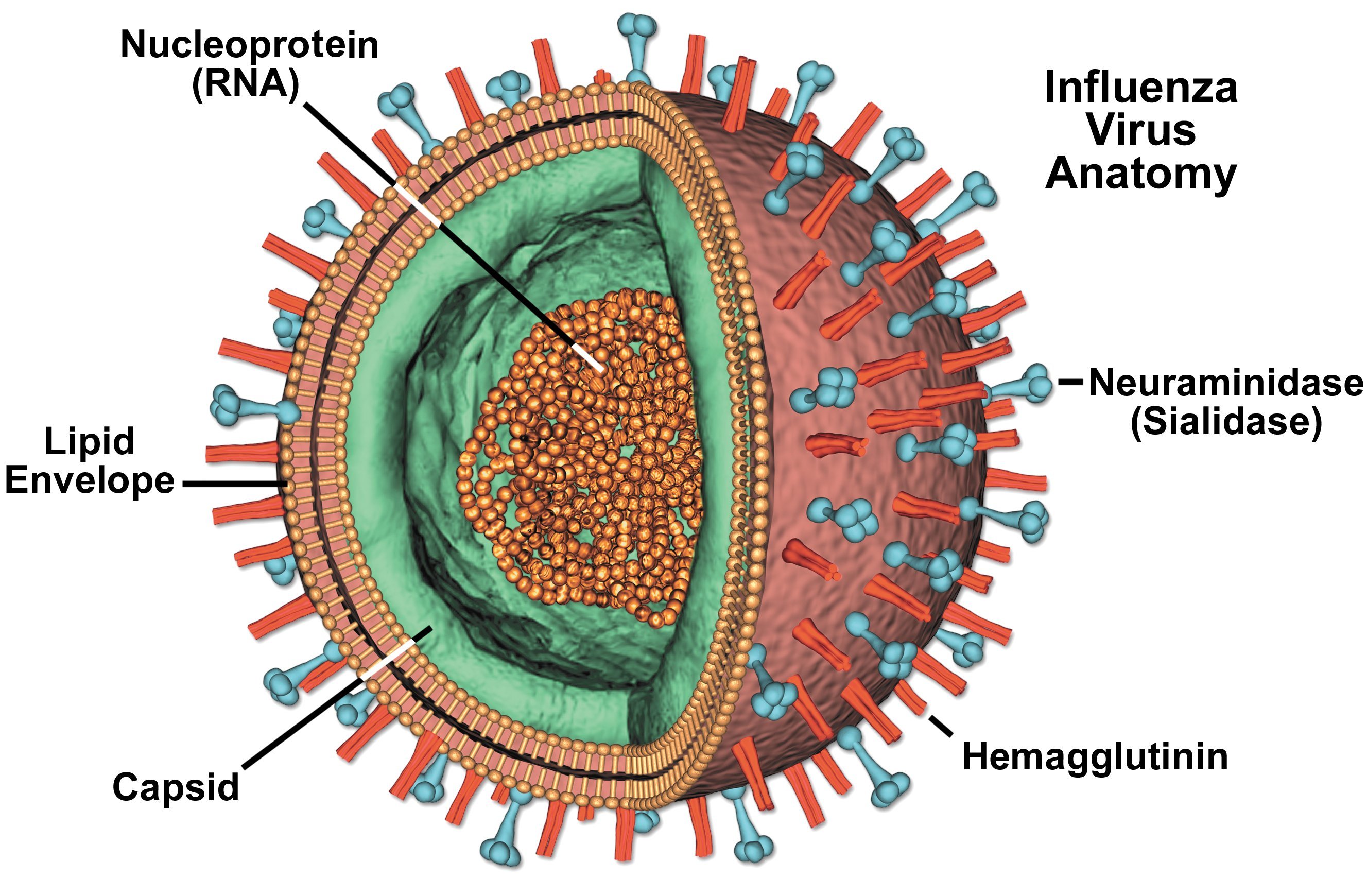 Flu Virus Cell Flu Virus Cell