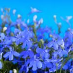 The Musculoskeletal Aspects of Lobelia Inflata and Beyond