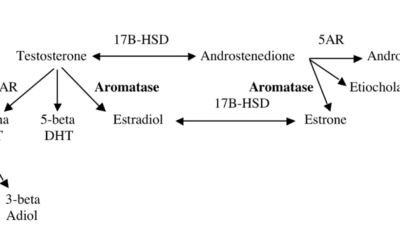 Natural Aromatase Inhibitors for Men With Metabolic Syndrome