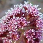 Petasites for Pain and Inflammation