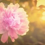 Peony for Women’s Health and Beyond