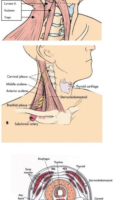 Acupuncture for the Management of Muscle-Skeletal Conditions