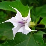 Atropa belladonna: A Useful Medicinal Plant