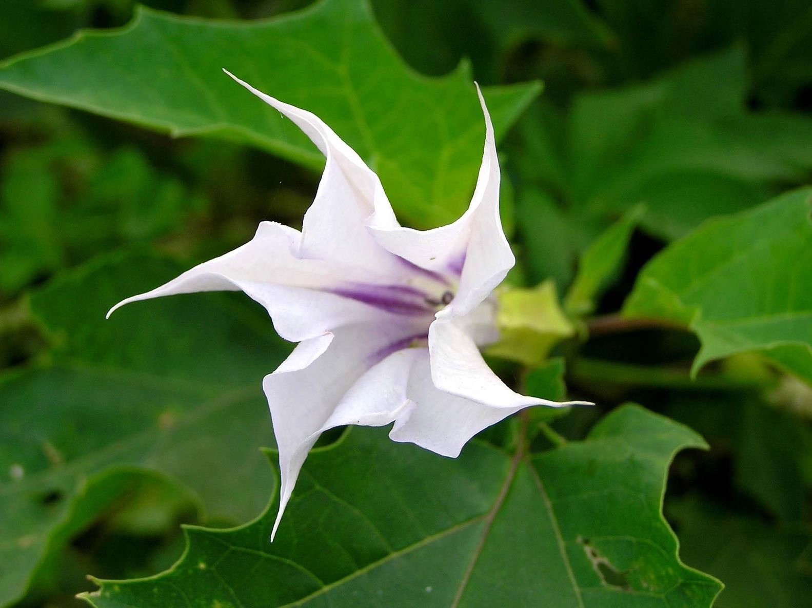 Atropa belladonna: A Useful Medicinal Plant – Naturopathic Doctor and Review