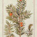 Taxus brevifolia (Pacific yew) and Cancer