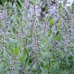 Motherwort: For the Heart and Beyond
