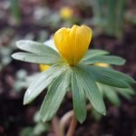 Aconite: A Powerful Tool, or an Agent to Avoid?