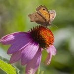 Echinacea: A Brief History of Use and Research