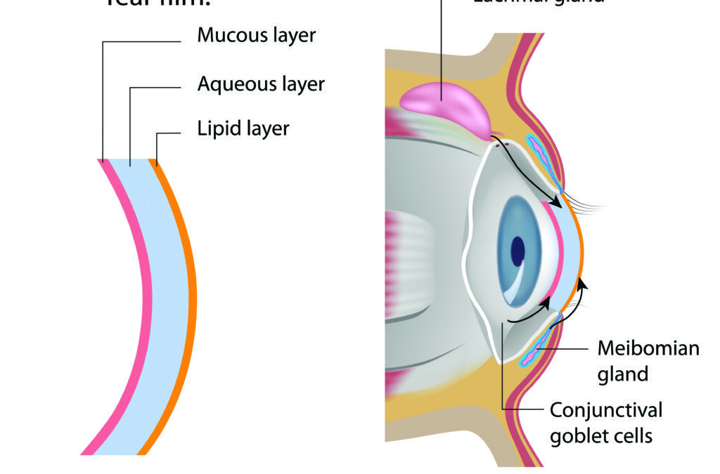 Dry Eye Disease and EFAs