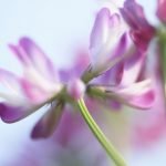 Astragalus: Use of the Herb in the Treatment of Allergy & Autoimmunity