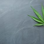 Medical Cannabis: An Antidote to the Opioid Epidemic?