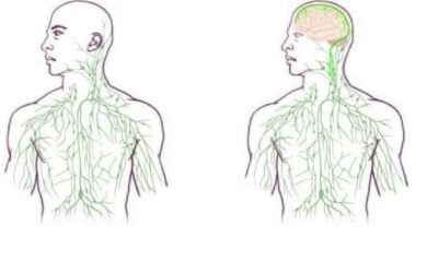 Neurolymphatic System Discovered Linking Brain and Immune System