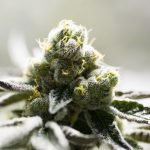 Clinical Use of Cannabis