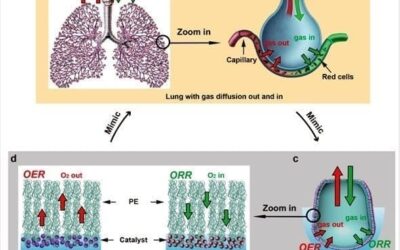 Lung-Inspired Method Turns Water to Fuel