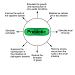 Prebiotics & Metabolic Regulation: Benefits Beyond the Gut