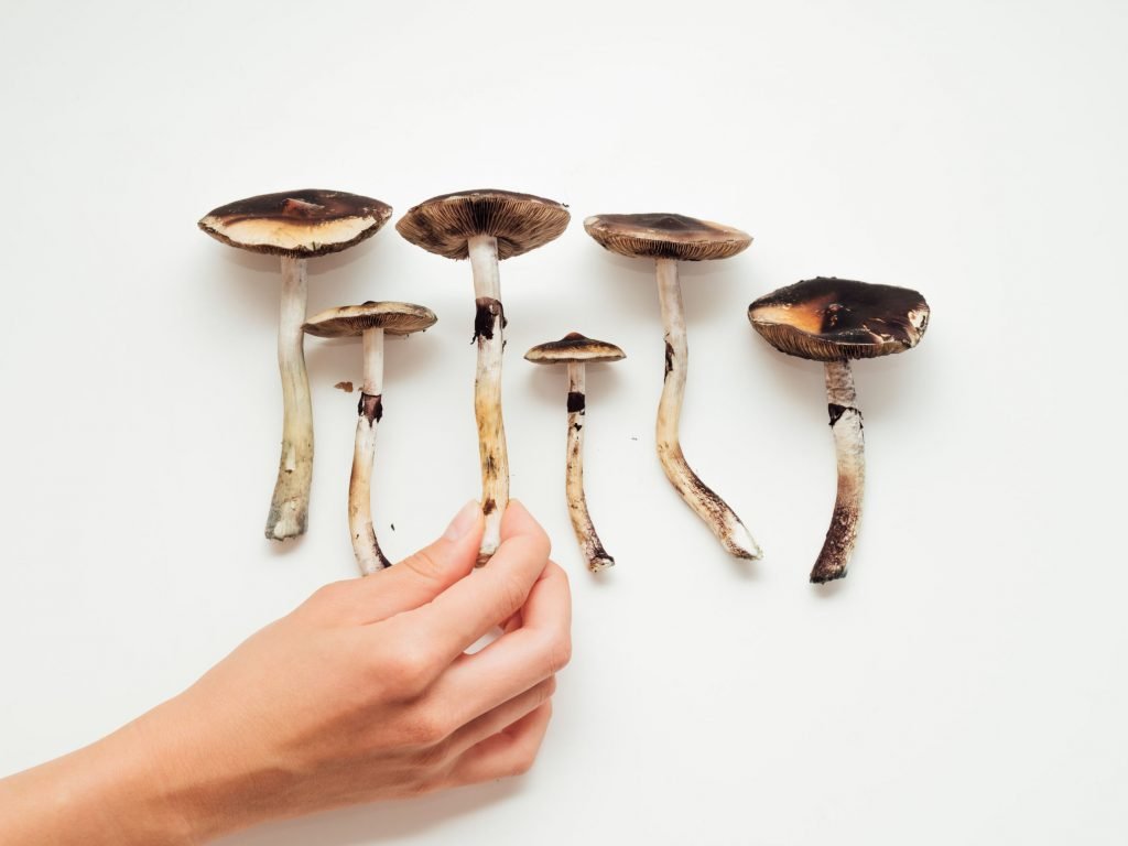 Legislation to Decriminalize Psilocybin Mushrooms in the Works