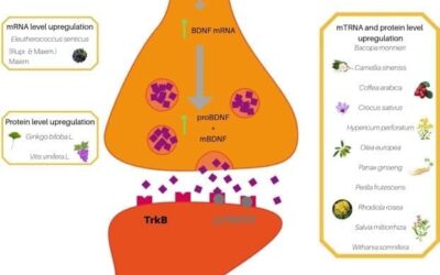 How Well are You Aging? BDNF, TREM2 & Telomere Length as Biomarkers of Aging