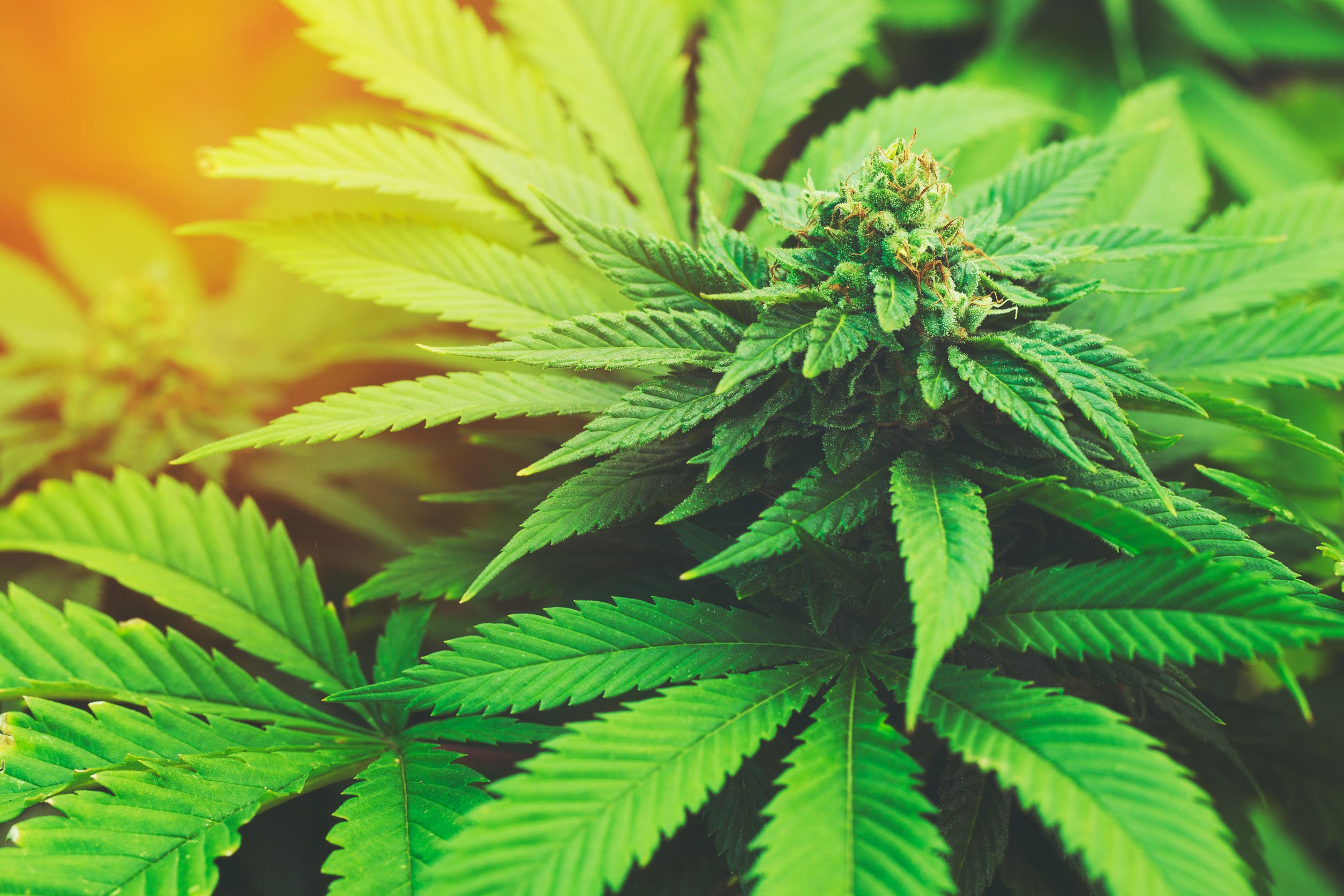  Gene Associated with Elevated Risk of Cannabis Abuse