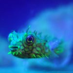 Puffer Fish Toxin to Replace Opioids?