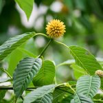 Kratom: Miracle Herb or Public Health Danger?