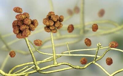 From Kitty Litter to Cortical Recovery