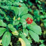 Ginseng: A Story of Greed