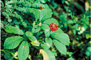 Namens Centimeter in de tussentijd Ginseng: A Story of Greed – Naturopathic Doctor News and Review