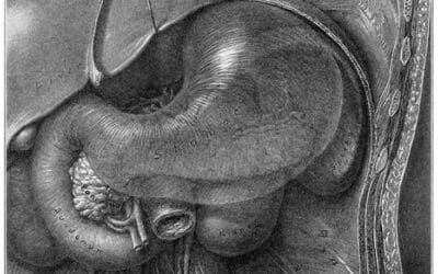 Restorative Formulations Introduces Microbiome Synergy: An Innovative Probiotic and Postbiotic Formula to Support Gut and Immune Health