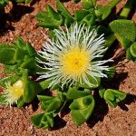 Sceletium tortuosum: A South African Plant for Mood and Stress