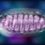 Autoimmunity: The Mitochondrial Connection