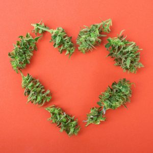 heart made of cannabis buds symbol of love...