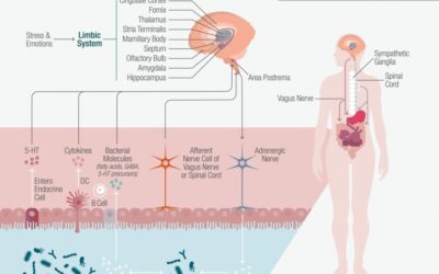 Migraine & the Microbiome