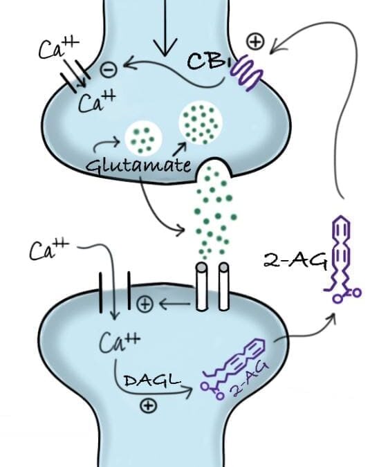 The ECS at the Synapse