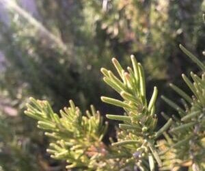 Stop and Smell the Rosemary: You Might Remember More