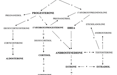 Intracrine Steroid Biosynthesis
