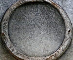 Ouroboros: The Cycle of Renewal in Medical Education