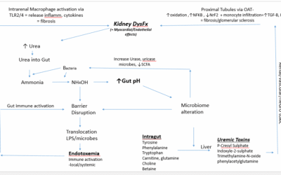 The Gut-Kidney Axis: A Missing Link in the Treatment of the Kidney Patient