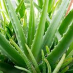 Aloe Vera Plant