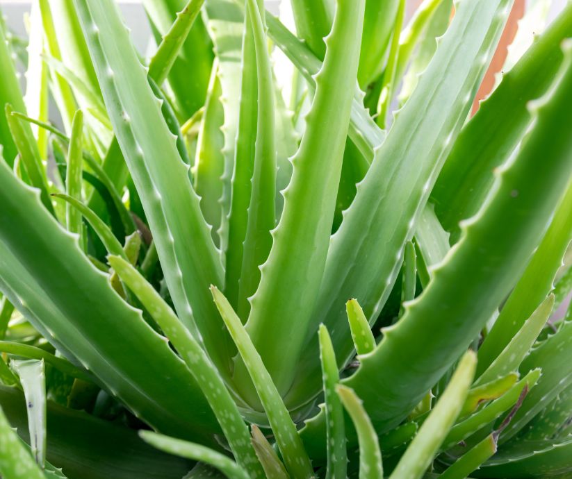 Aloe Vera Plant