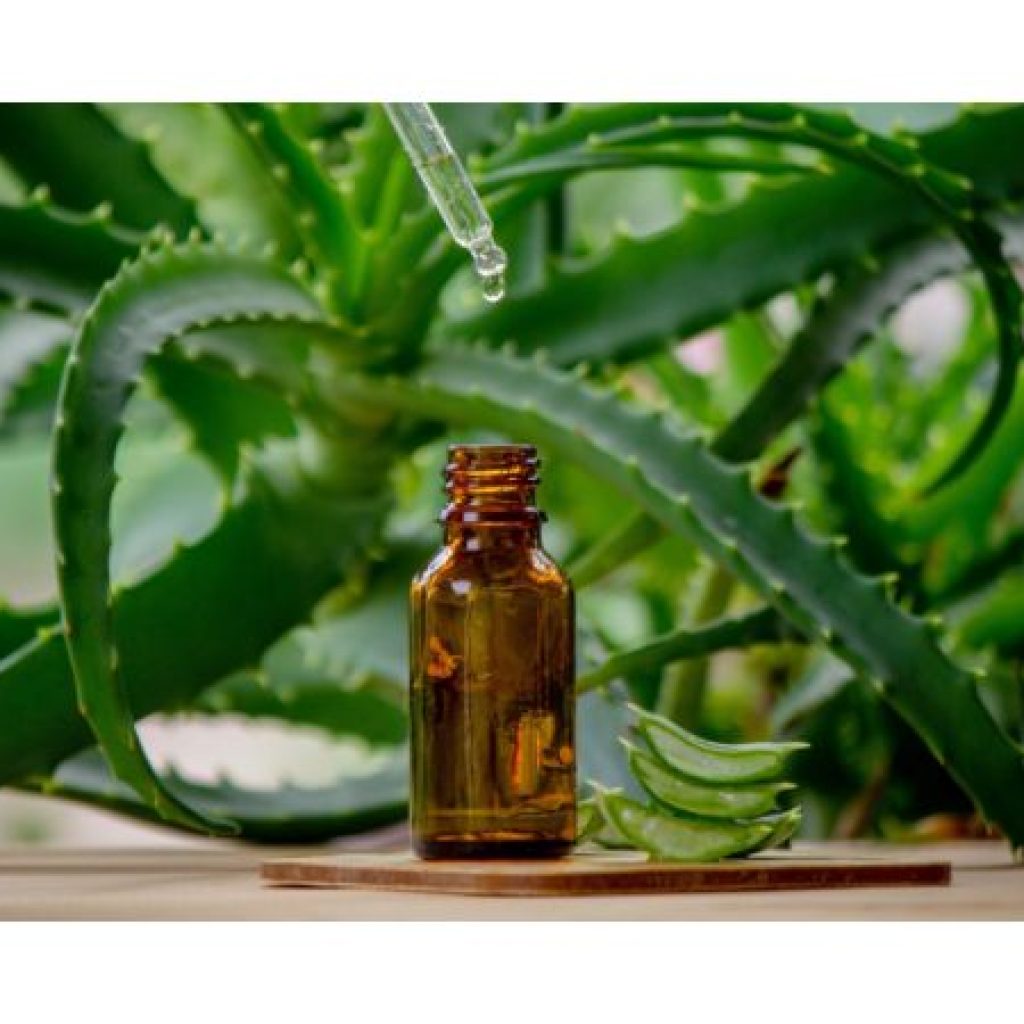 Aloe Vera as Antimicrobial 