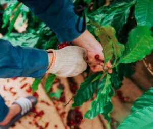 Combining Wellness and Tourism: Visiting Việt Nam and Its Medicinal Plants