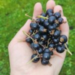 Blackcurrant berries