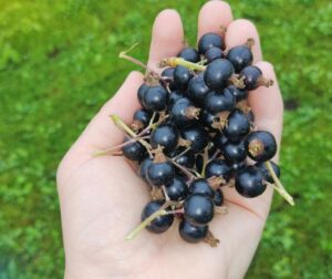 Blackcurrant Supplements Show Promise in Preventing Bone Loss Post-Menopause