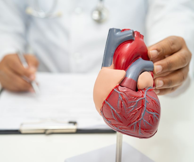 doctor with a replica of a heart