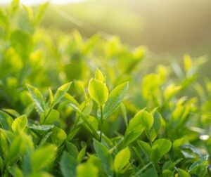 Green Tea Compound Prevents Age-Related Heart Problems in New Study