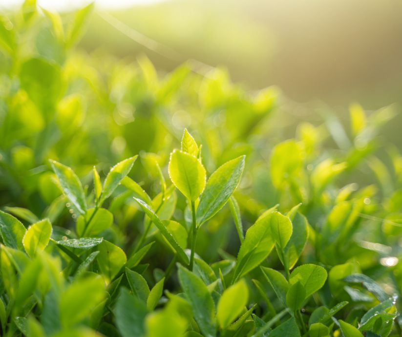 green tea plant