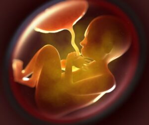 Fetus Has Powerful Immune System, Fights Infections Independently in Womb