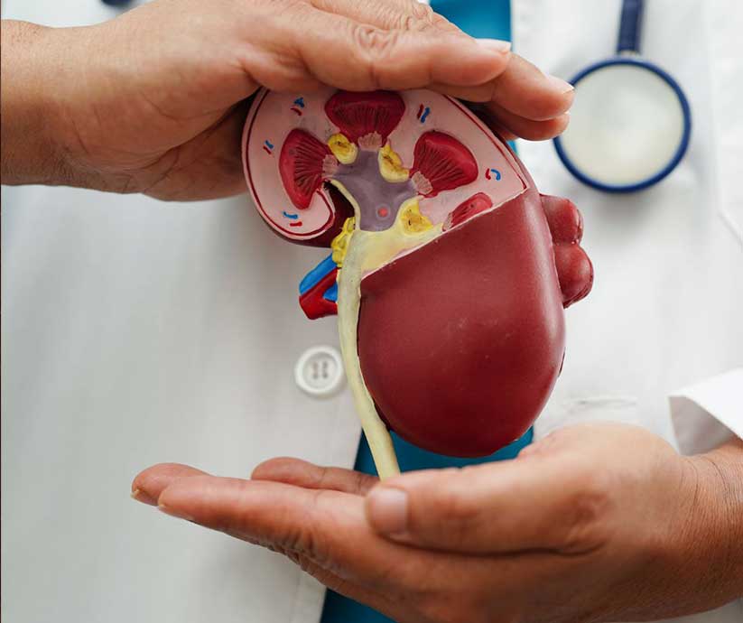 doctor holding kidney model