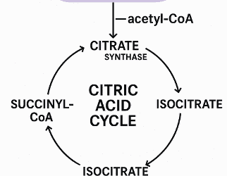 Oxaloacetate: A Missing Link in CFS, Long-Haul COVID, and Mitochondrial Performance