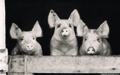 Three pigs